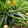 courgette-black-beauty-3-potager-darmor Courgette Black Beauty – plusieurs fruits sur le plant