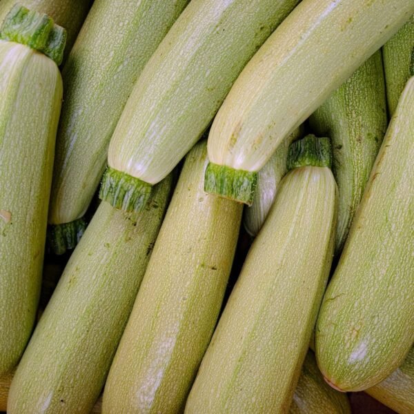 Graines de courgette Blanche de Sicile – fruits allongés très clairs