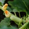 Courgette Blanche de Sicile – jeune fruit clair et fleur sur le plant