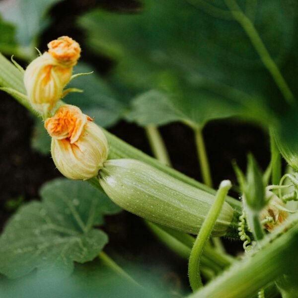 Courgette Blanche de Sicile – jeune fruit clair et fleur sur le plant