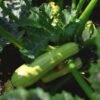 Courgette Blanche de Sicile – fruit en croissance au potager
