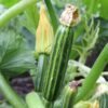 courgette-romanesco-1-potager-darmor Graines de courgette Romanesco – fruit côtelé et strié sur le plant