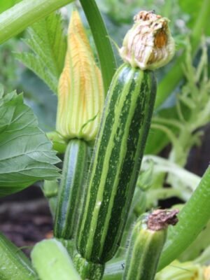 courgette-romanesco-1-potager-darmor Graines de courgette Romanesco – fruit côtelé et strié sur le plant