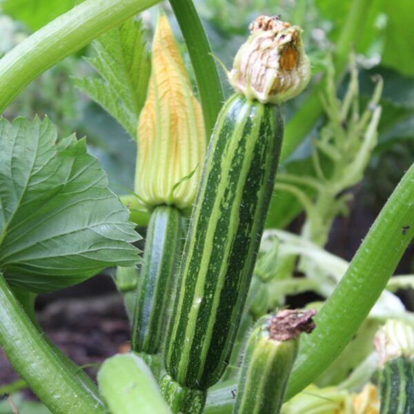 courgette-romanesco-1-potager-darmor Graines de courgette Romanesco – fruit côtelé et strié sur le plant