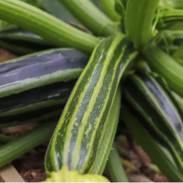 courgette-romanesco-3-potager-darmor Courgette Romanesco – fruit vert rayé en culture