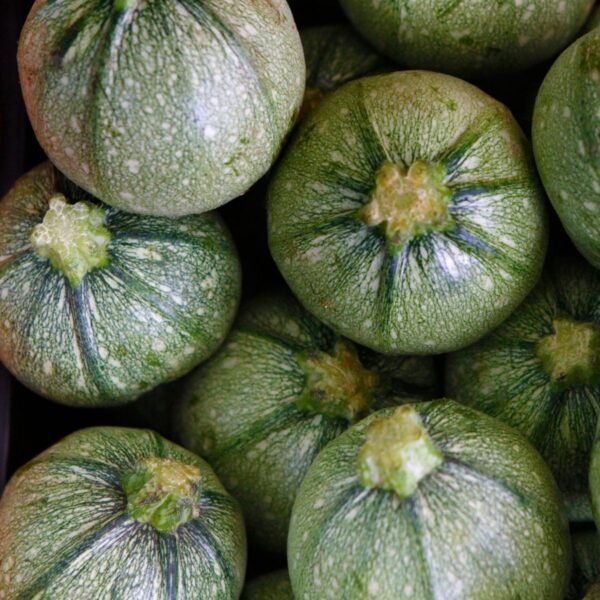 courgette-ronde-de-nice-1-potager-darmor Graines de courgette Ronde de Nice – fruits ronds vert clair