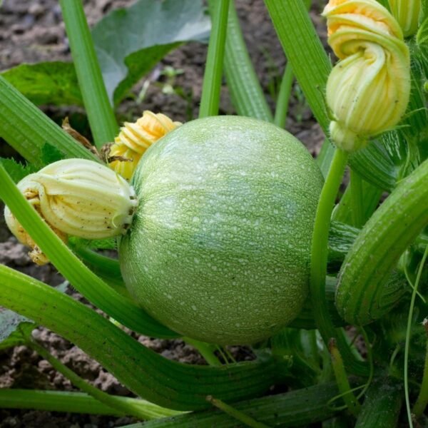 Courgette Ronde de Nice – jeune fruit rond sur le plant