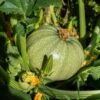 Courgette Ronde de Nice – fruit rond cultivé au potager