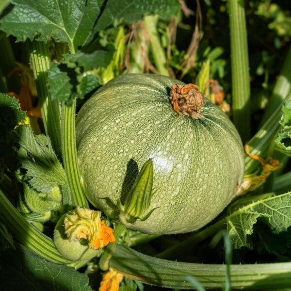 Courgette Ronde de Nice – fruit rond cultivé au potager