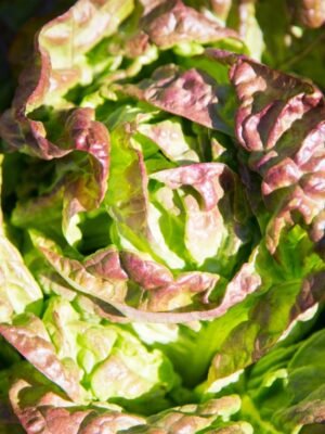 laitue-merveille-des-4-saisons-1-potager-darmor Graines de laitue Merveille des 4 Saisons – pomme verte et rouge