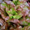 laitue-merveille-des-4-saisons-2-potager-darmor Laitue Merveille des 4 Saisons – feuilles rouge brun et vertes