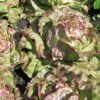 laitue-merveille-des-4-saisons-3-potager-darmor Laitue Merveille des 4 Saisons – culture au potager