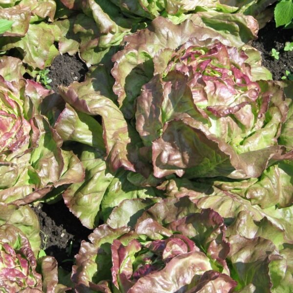 laitue-merveille-des-4-saisons-3-potager-darmor Laitue Merveille des 4 Saisons – culture au potager