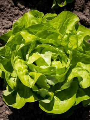 laitue-reine-de-mai-1-potager-darmor Graines de laitue Reine de Mai – laitue pommée au potager