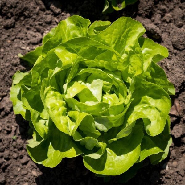 laitue-reine-de-mai-1-potager-darmor Graines de laitue Reine de Mai – laitue pommée au potager