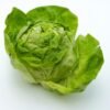 laitue-reine-de-mai-2-potager-darmor Laitue Reine de Mai – pomme tendre vert blond