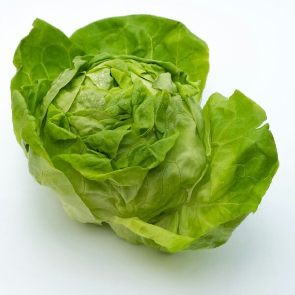 laitue-reine-de-mai-2-potager-darmor Laitue Reine de Mai – pomme tendre vert blond