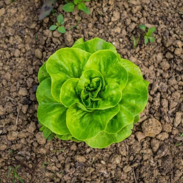 laitue-reine-de-mai-3-potager-darmor Laitue Reine de Mai – culture en pleine terre
