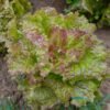 laitue-rouge-grenobloise-1-potager-darmor Graines de laitue Rouge Grenobloise – pomme verte teintée de rouge