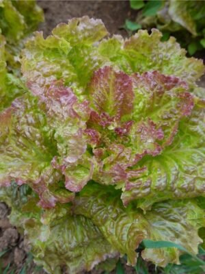 laitue-rouge-grenobloise-1-potager-darmor Graines de laitue Rouge Grenobloise – pomme verte teintée de rouge