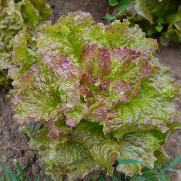 laitue-rouge-grenobloise-1-potager-darmor Graines de laitue Rouge Grenobloise – pomme verte teintée de rouge