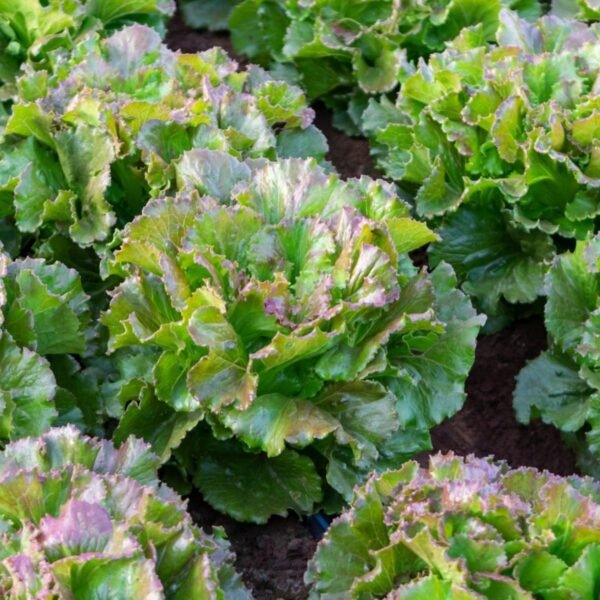 laitue-rouge-grenobloise-2-potager-darmor Laitue Rouge Grenobloise – culture au potager