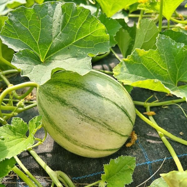 melon-charentais-2-potager-darmor Melon Charentais – fruit en cours de maturation sur le plant