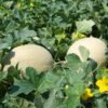 melon-hales-best-jumbo-2-potager-darmor Melon Hale’s Best Jumbo – fruits à peau brodée au potager