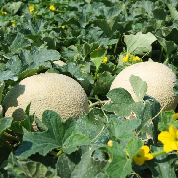 melon-hales-best-jumbo-2-potager-darmor Melon Hale’s Best Jumbo – fruits à peau brodée au potager
