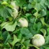 melon-hales-best-jumbo-3-potager-darmor Melon Hale’s Best Jumbo – plusieurs fruits sur le plant