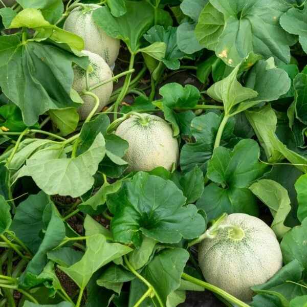 melon-hales-best-jumbo-3-potager-darmor Melon Hale’s Best Jumbo – plusieurs fruits sur le plant