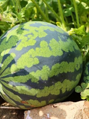 pasteque-crimson-sweet-1-potager-darmor Graines de pastèque Crimson Sweet – fruit rond à peau verte rayée