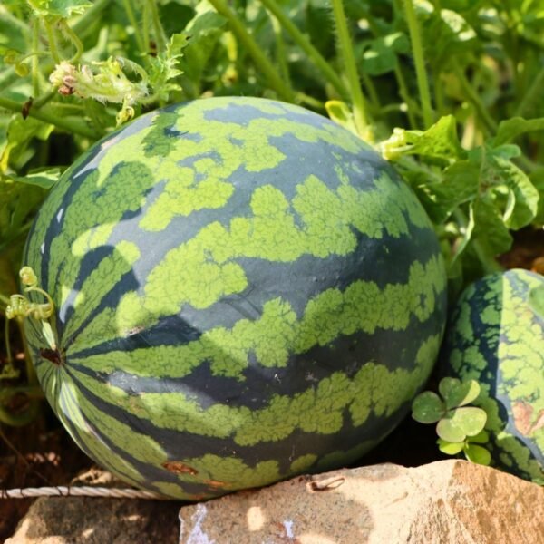 pasteque-crimson-sweet-1-potager-darmor Graines de pastèque Crimson Sweet – fruit rond à peau verte rayée