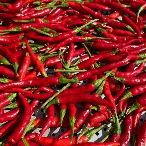 piment-de-cayenne-1-potager-darmor Graines de piment de Cayenne – fruits rouges longs et piquants