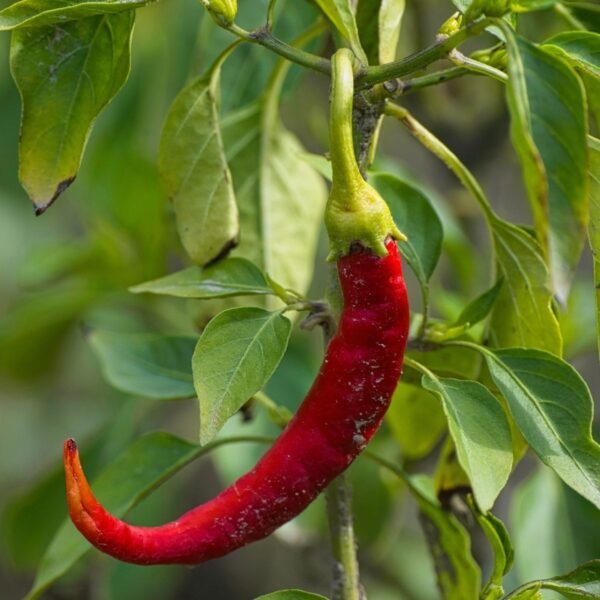 piment-de-cayenne-3-potager-darmor Piment de Cayenne – long fruit rouge à maturité
