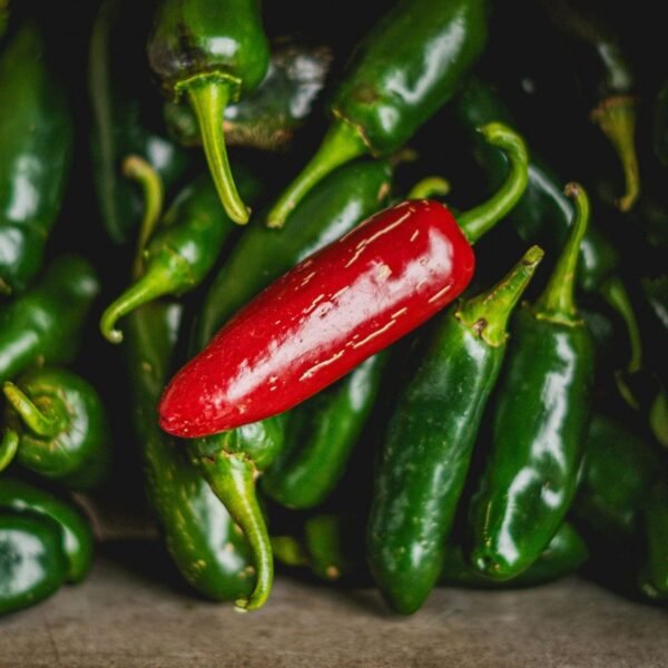 piment-jalapeno-m-1-potager-darmor Graines de piment Jalapeño M – fruits vert et rouge charnus