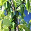piment-jalapeno-m-2-potager-darmor Piment Jalapeño M – fruits verts sur le plant