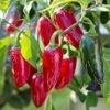 piment-jalapeno-m-3-potager-darmor Piment Jalapeño M – fruits verts et rouges à maturité