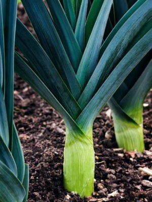 poireau-bleu-de-solaise-1-potager-darmor Graines de poireau Bleu de Solaise – poireau au feuillage vert bleuté