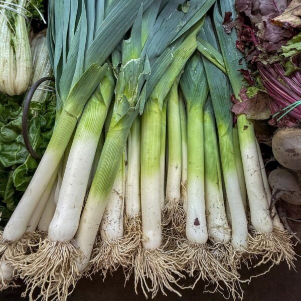 poireau-bleu-de-solaise-2-potager-darmor Poireau Bleu de Solaise – poireaux récoltés aux fûts blancs