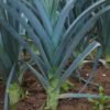 poireau-bleu-de-solaise-3-potager-darmor Poireau Bleu de Solaise – culture au potager