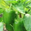 Poivron California Wonder – fruits verts sur le plant