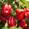 Poivron California Wonder – poivrons rouges sur le plant