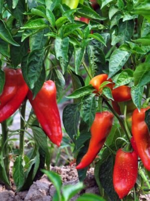 poivron-corno-rosso-1-potager-darmor Graines de poivron Corno Rosso – longs fruits rouges sur le plant