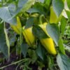 Graines de poivron Hungarian Sweet Wax – fruits jaunes allongés sur le plant