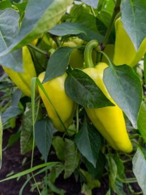 poivron-hungarian-sweet-wax-1-potager-darmor Graines de poivron Hungarian Sweet Wax – fruits jaunes allongés sur le plant