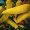 Poivron Hungarian Sweet Wax – fruits jaunes longs et coniques