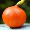 potimarron-uchiki-kuri-1-potager-darmor Graines de potimarron Uchiki Kuri – fruit rouge orangé