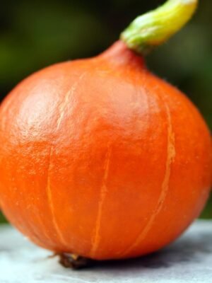 potimarron-uchiki-kuri-1-potager-darmor Graines de potimarron Uchiki Kuri – fruit rouge orangé