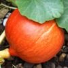 potimarron-uchiki-kuri-2-potager-darmor Potimarron Uchiki Kuri – fruit rouge orangé sur le plant